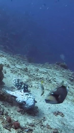 1.5M views · 3.8K reactions | Amazing trigger fish vs octopus #Amazing #reelsvideoシ #viralreelsfb #spearfishing #followers | Amoricks vlog | Facebook