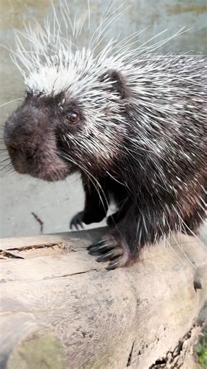 36K views · 695 reactions | 30,000 quills and a serious love for peanuts 樂 Poppy, our North American porcupine, is spiky, snack-loving, and usually snoozing during the day. Want to see him when he’s most active? Join us for Summer Nights this Thursday and catch him in action!  Thank you to our presenting sponsor, Intellectual Ninjas. jbzoo.org/events/summer-nights-june19/ | John Ball Zoo | Facebook