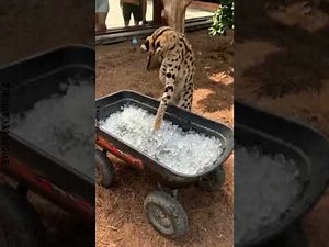 Funny Animal Clips 😂🐾 | The Funniest Animal Moments Ever