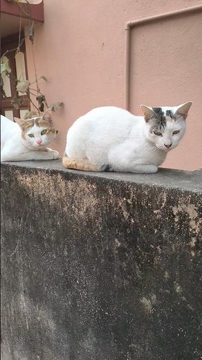 Cat video #shorts #youtubeshorts