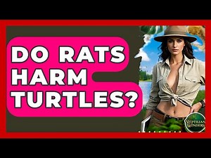 Do Rats Harm Turtles? - Reptilian Wonders