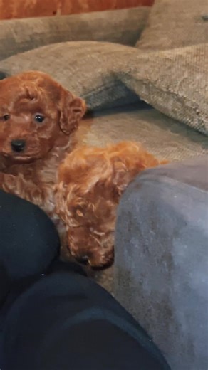 Ico_Raqta_Official (@ico_raqta_official)’s videos with оригинальный звук - ba7ile