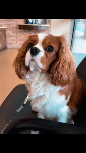 #archiethecavi #cavalierkingcharles #dog #petsoftiktok #puppy 🐶❤️ | Dog Of TikTok