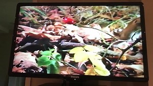 Baby Einstein - Baby Dolittle: Neighborhood Animals (2001 VHS)