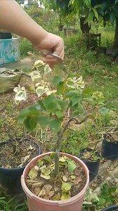Pruning after flowering | Rumah Outlet Elok