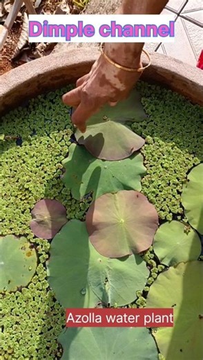 Azolla water plant. Dimple channel.