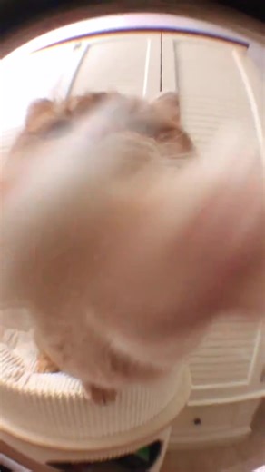 Hahaha 😝 #fyppp #cat #catsoftiktok #happy #cute