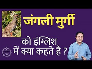 जंगली मुर्गी को इंग्लिश में क्या कहते हैं | van murgi in English | van murgi ki spelling