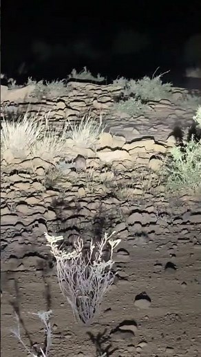 Wild Rabbit Hunt with Shotgun | Real Hunting Adventure 2025