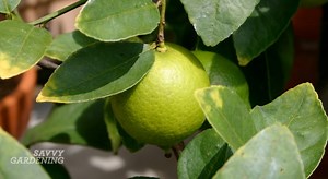 Growing citrus in pots: 8 simple steps