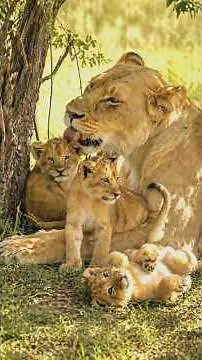 She Was Here Before - Now Her Cubs Have Grown