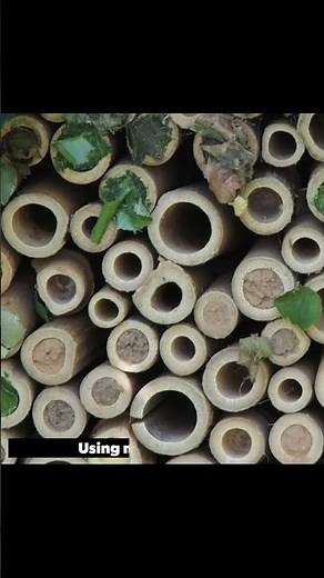Protect Native Bees: Cestari Bee House as a Solution for Restoring Habitats