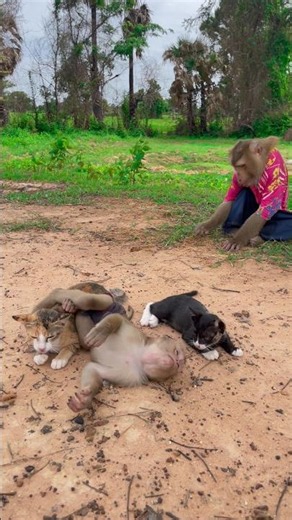 Great video Super SokYaa Very Adorable & Harmony Animals Around The World #shorts