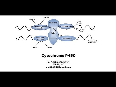 Cytochrome P450 || Cytochrome P450 for Xenobiotic Metabolism