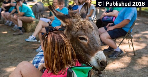 The Miniature Donkey Therapy Meet-up