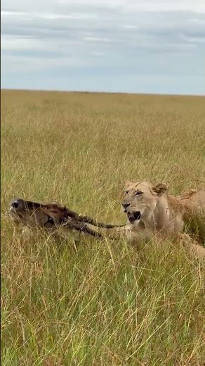 Lion Pride Bringing Down an Eland