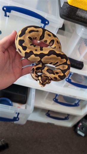 Ball Python Ready To Strike! #ballpython #ballpythonsnake #reptiles