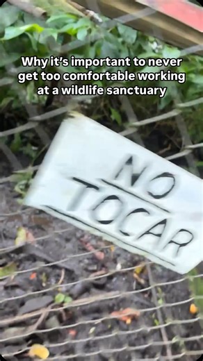 Zach O’Neill | One of our female capuchin monkeys, Mariá Magdalena, sometimes enters (seemingly) hormonal periods, at which time her behavior is much... | Instagram