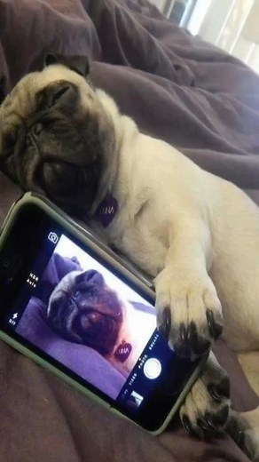 Pugs Credit: jamie tik tok | Epic Wonder Archive