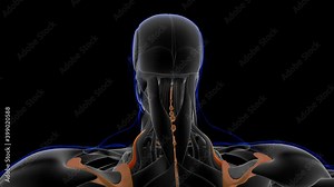 Levator Scapulae Muscle Anatomy For Medical Concept Loopable 3D Illustration
