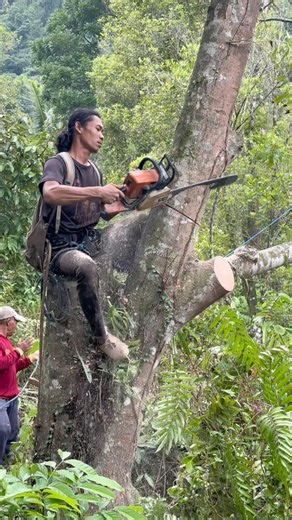 profesional skill cutting down tree #shorts
