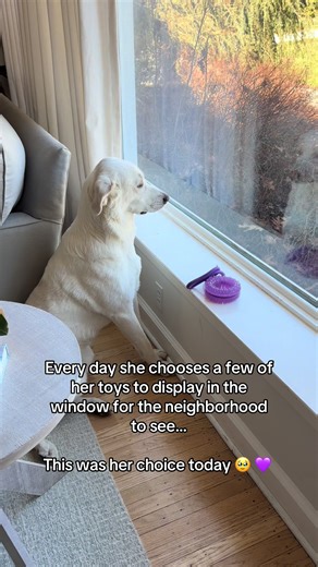 Dog Selects Favorite Toy for Neighborhood Display