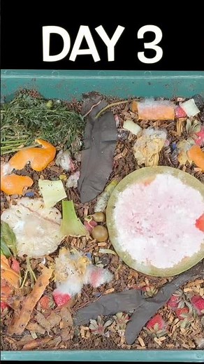 Worm Bin Progression | Time Lapse | Quickest Compost #shorts