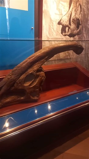 The Parasaurolophus Fossilised Skull