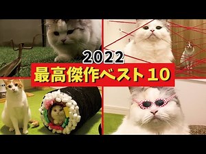 [Hilarious] Top 10 funniest videos of the year [Cat speaking in Kansai dialect] [Cat dubbing]