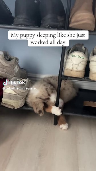 Adorable Mini Aussie Puppy Relaxing After a Long Day