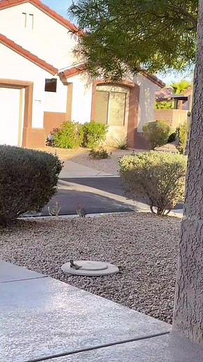 Two bunnies playing leapfrog 🐰😂 #rabbit #bunny #funny #fun #cute #pet #viral #reels #fbreels #reelsfb #funnyanimals | USA Rabbit Lovers