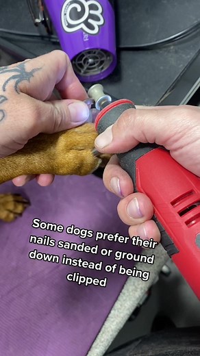 Showing how I dremel Sienna’s nails and some tips! I love the diamond bit and the angles, it helps grind down even the most curved nails! 🐶🎉🤩 #nailtrim #nailtransformation #doggrooming #doggroomer #petstylist #hairstylist #doggiedaycare #mobilegrooming #dogsofttiktok #dog #puppy #pets #groomer