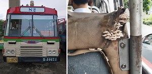 Fungus among us: Bangkok bus sprouts shroom seats (Photos) | Coconuts