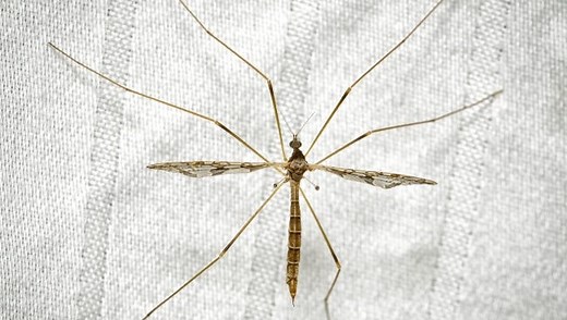 Mosquito hawks? Crane flies? What are those long-legged bugs?