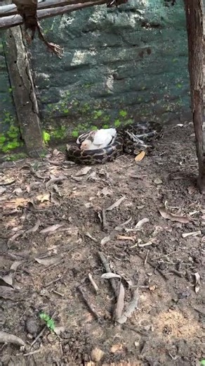 Indian Python vs Murgi #highlightseveryone #wildliferescue #animalrescue #wildlife #snakerescue