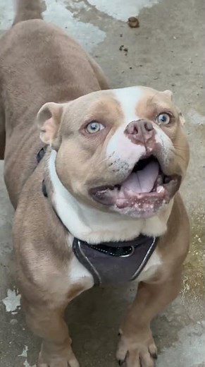 American bully dog barking #amercianbully #barking