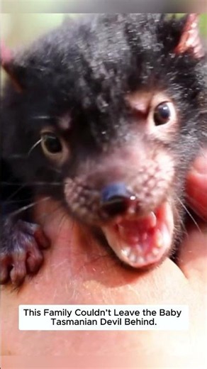 This Tiny Tasmanian Devil Was Drowning Until One Family Saved It.