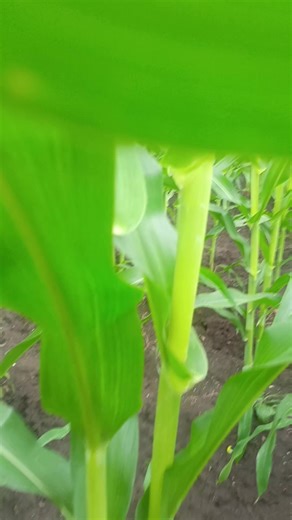 #trabajo 🌽🙌