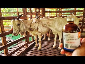 Dê Nuôi Nhốt Chuồng Cần Bổ Sung Gì Để Sẵn Sàng Xuất Chuồng?