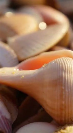 OMG!How can a man catch lots of seashell net Unbelievable Watch tell the end #seafishing #fishing #f