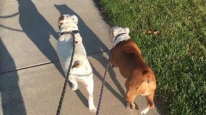 Bella and Bindi chasing shadows on their morning walk. | Gabriel Miller