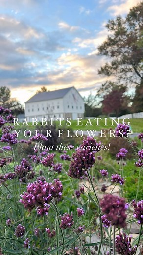 English Cottage Garden Designer | Garden Plans Zone 4-9 | My primary advice for rabbit proofing is always to add a low fence!   Unlike deer fencing, which needs to be at least 6’ tall, rabbit... | Instagram