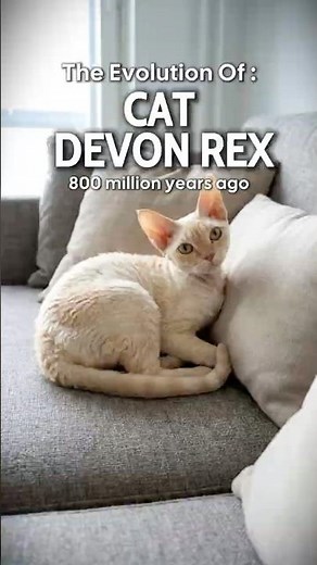 🐱 The Evolution Of Cats 😏 | From Wild Hunters to Pillow Princes | 60s Evolution