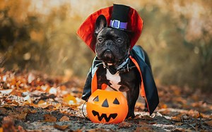 These Grumpy Pets in Halloween Costumes Are Adorable