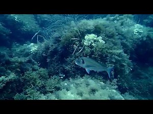 Sparus aurata (Gilthead seabream)