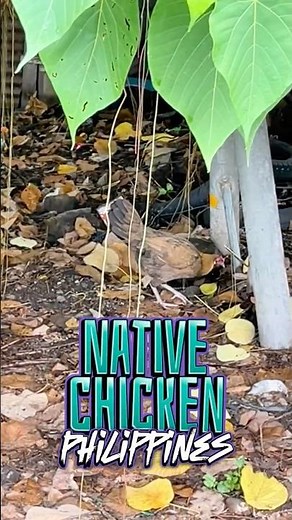 Native Chicken Philippines