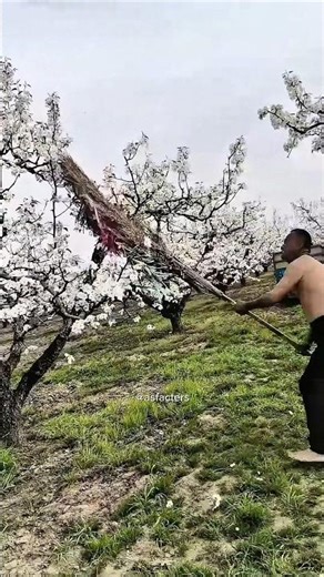 Smart Farmer Hand-Pollinates Pear Blossoms Using a Brush Dipped in Pollen ! #virtualfarmer