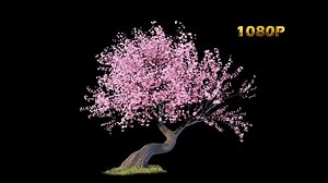 Sakura Tree Looping Full Hd