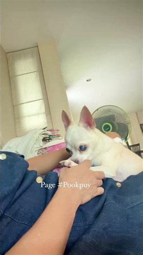 I lovely My dogs #dogs #love #beautifuldog #dog#instagood #puppy #cute #dogstagram #Short videos