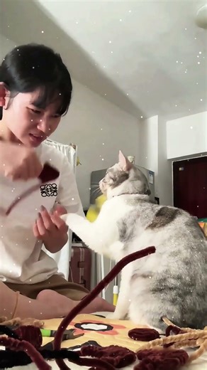 A cat that has learned to communicate with its owner using sign language